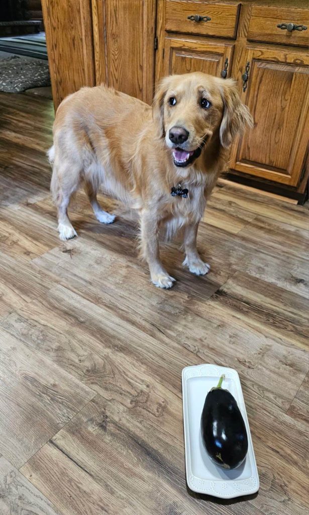 Retriever with eggplant