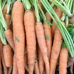 carrots