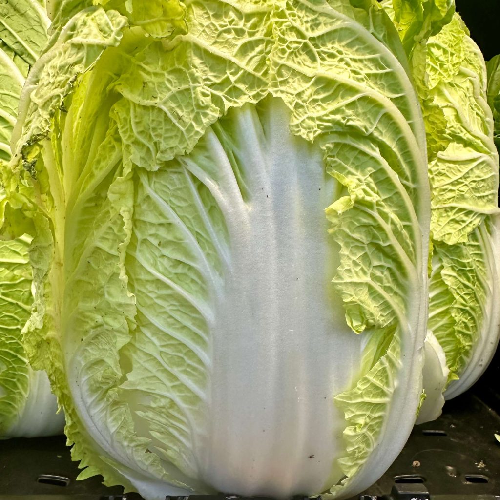 napa cabbage