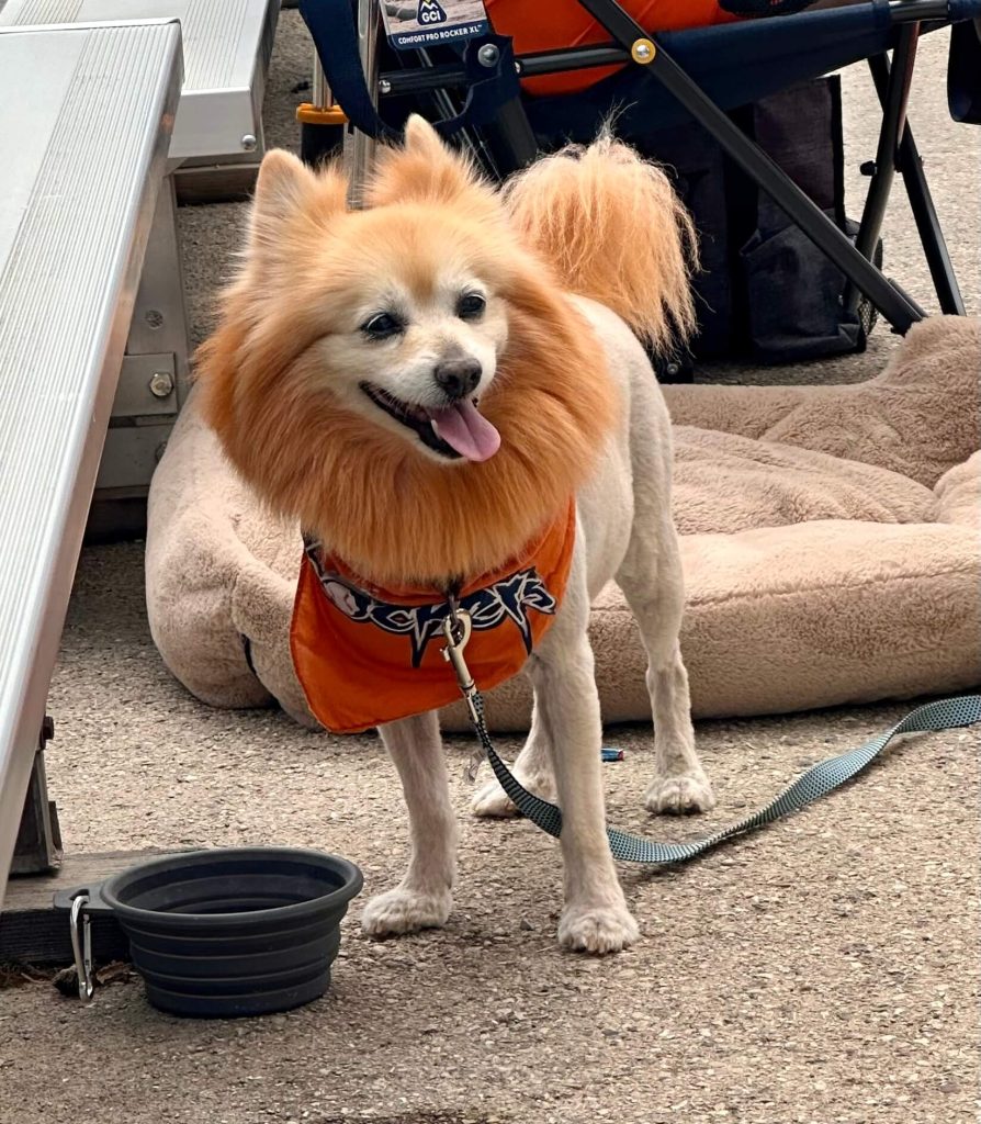 Dog with lion-like haircut
